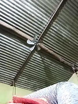 Freechat Haliya88 on StripChat